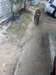 Found/Stray Unknown Dog last seen Bissonet and leawood, Houston, TX 77099