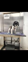Lost Male Dog last seen 38th n girard, Philadelphia, PA 19104
