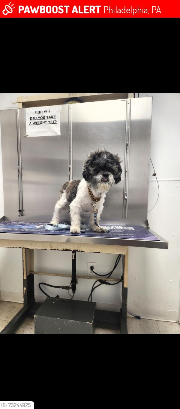 Lost Male Dog last seen 38th n girard, Philadelphia, PA 19104