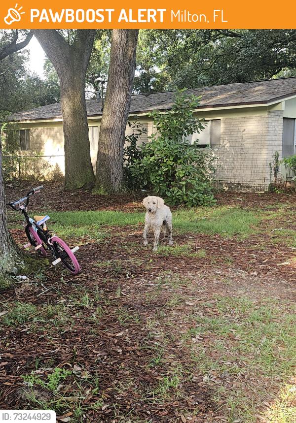 Found/Stray Unknown Dog last seen Mockingbird lane milton fl, Milton, FL 32570