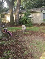 Found/Stray Unknown Dog last seen Mockingbird lane milton fl, Milton, FL 32570
