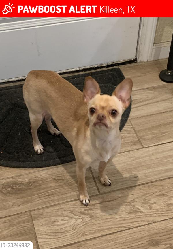 Lost Female Dog last seen Long Branch Park Killeen Texas, Killeen, TX 76543