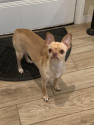 Lost Female Dog last seen Long Branch Park Killeen Texas, Killeen, TX 76543