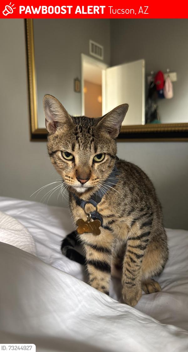 Lost Male Cat last seen W Coriander Dr and tárgara, Tucson, AZ 85741