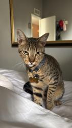 Lost Male Cat last seen W Coriander Dr and tárgara, Tucson, AZ 85741