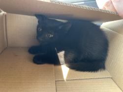 Found/Stray Unknown Cat last seen In front of River Plantation section 3 clbh, Nashville, TN 37221