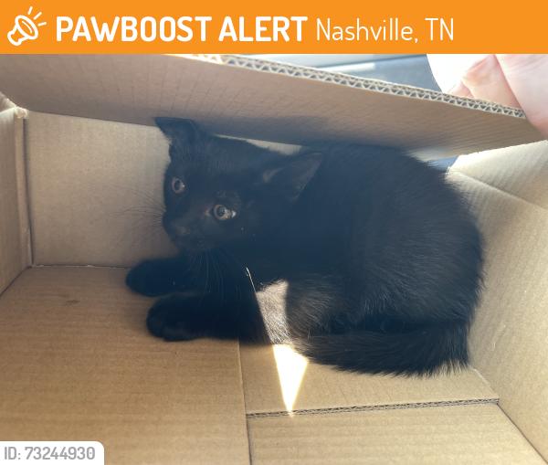 Found/Stray Unknown Cat last seen In front of River Plantation section 3 clbh, Nashville, TN 37221