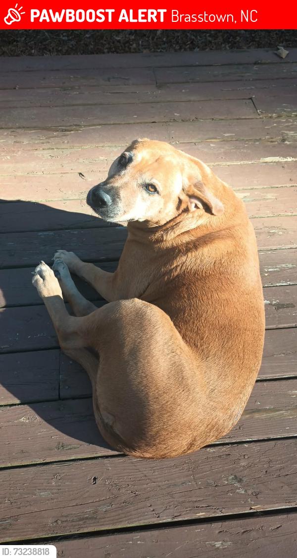 Lost Female Dog last seen Near Smith Rd Brasstown NC and Old us hwy 64w, Brasstown, NC 28902