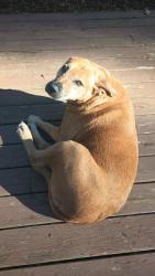 Lost Female Dog last seen Near Smith Rd Brasstown NC and Old us hwy 64w, Brasstown, NC 28902