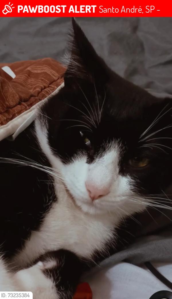 Lost Male Cat last seen Rua pastor bevenuto Geraldo nobre, avenida palmares, divisa de Santo André e São Caetano do Sul, Santo André, SP 09061-175