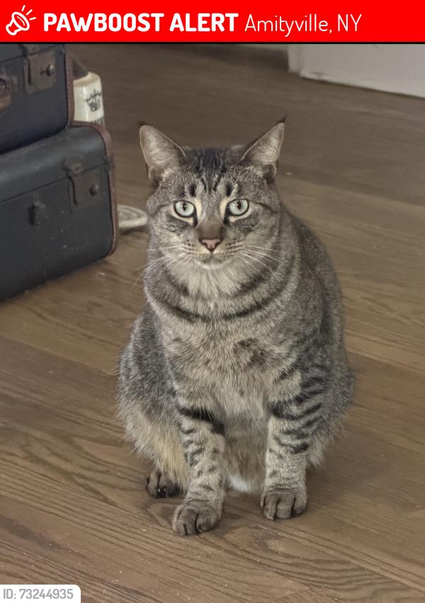 Lost Male Cat last seen Russell &Town, Amityville, NY 11701