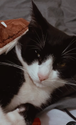 Lost Male Cat last seen Rua pastor bevenuto Geraldo nobre, avenida palmares, divisa de Santo André e São Caetano do Sul, Santo André, SP 09061-175