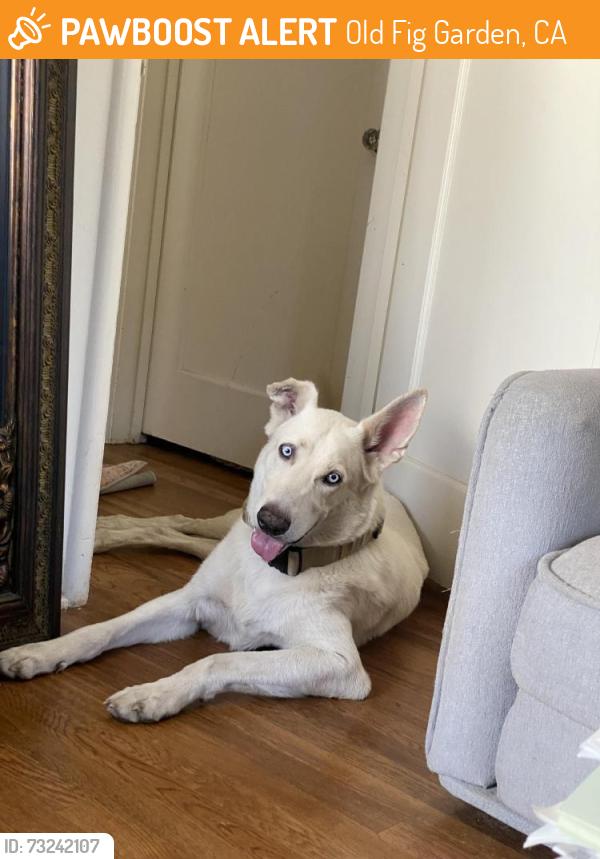 Found/Stray Male Dog last seen Palm/Shaw, Old Fig Garden, CA 93704