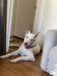 Found/Stray Male Dog last seen Palm/Shaw, Old Fig Garden, CA 93704