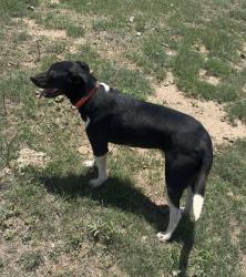 Lost Male Dog last seen Rockwell and I 27. East side of 27, Canyon, TX 79015