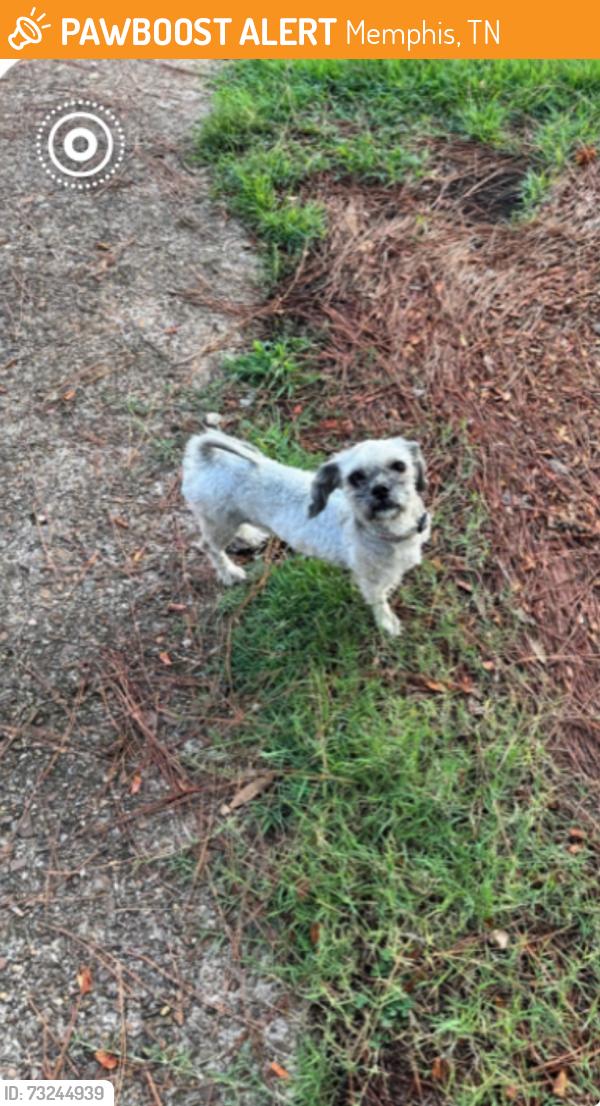 Found/Stray Unknown Dog last seen Macinness Dr. an Lynnfield St. Memphis, Memphis, TN 38119