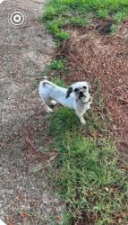 Found/Stray Unknown Dog last seen Macinness Dr. an Lynnfield St. Memphis, Memphis, TN 38119