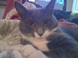 Lost Male Cat last seen Madden Bridge Rd, Central, SC, Central, SC 29630