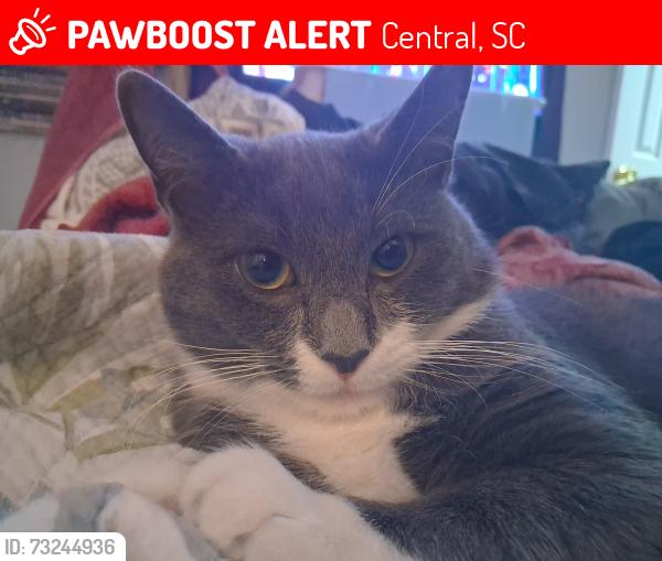 Lost Male Cat last seen Madden Bridge Rd, Central, SC, Central, SC 29630