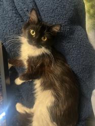 Reunited Female Cat last seen Newhall st and Newcomb st, San Francisco, CA 94124