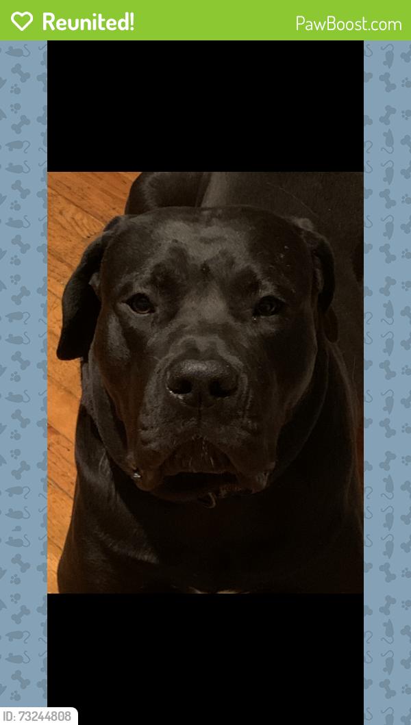 Reunited Male Dog last seen Sutter ave 77th street ozone park, Queens, NY 11417