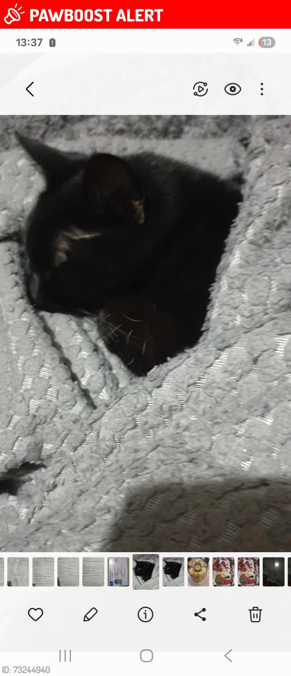 Lost Female Cat last seen Sheffield Street, Quarry Bank, England 