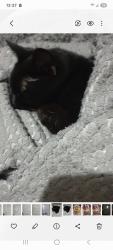Lost Female Cat last seen Sheffield Street, Quarry Bank, England 