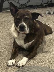 Lost Female Dog last seen Woodland Hills Dr/ Kingwood Dr, Houston, TX 77339