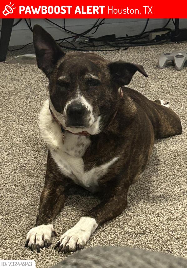 Lost Female Dog last seen Woodland Hills Dr/ Kingwood Dr, Houston, TX 77339