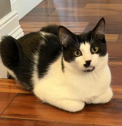 Lost Male Cat last seen Holden Ridge Rd/Legend Creek, Chardon, OH 44024