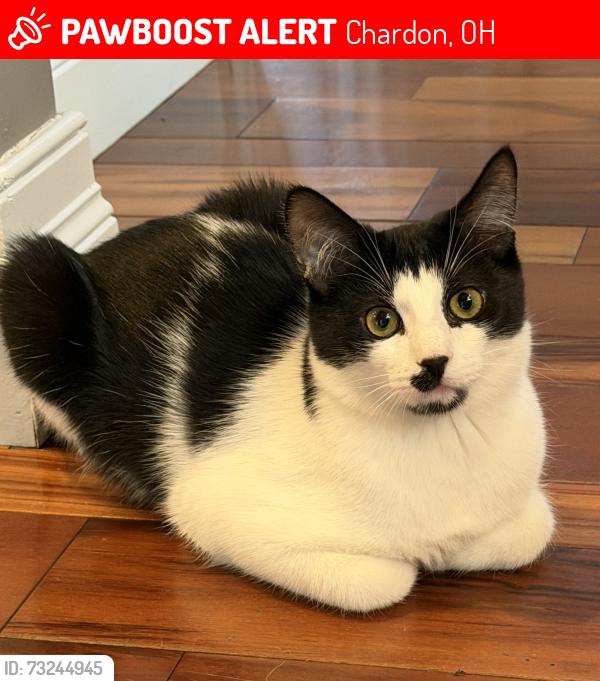 Lost Male Cat last seen Holden Ridge Rd/Legend Creek, Chardon, OH 44024