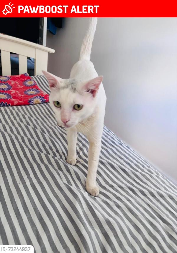 Lost Male Cat last seen Near Marvels Lane, Lambscroft Avenue Bus stop, Greater London, England 