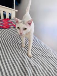 Lost Male Cat last seen Near Marvels Lane, Lambscroft Avenue Bus stop, Greater London, England 