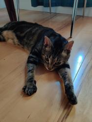 Lost Female Cat last seen Newbury ln/ Lynn rd, Newbury Park, CA 91320