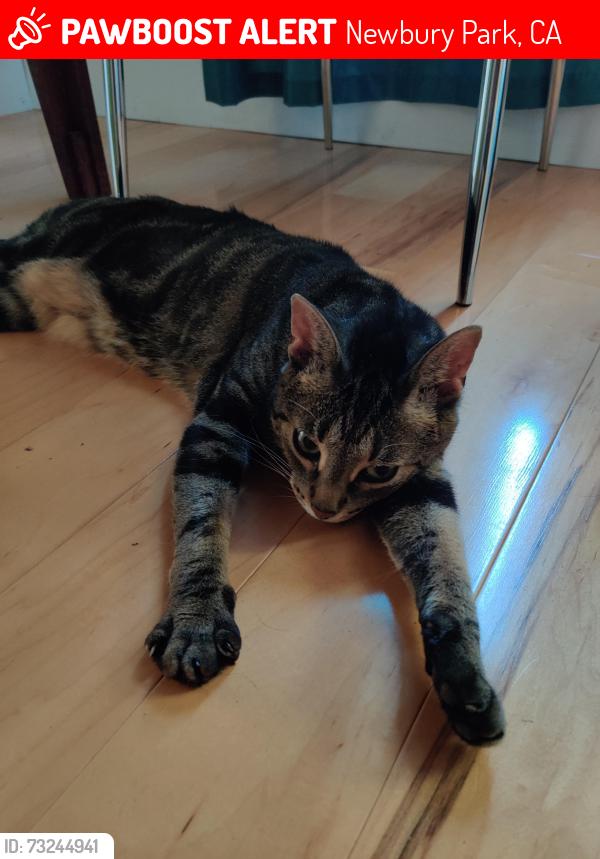 Lost Female Cat last seen Newbury ln/ Lynn rd, Newbury Park, CA 91320