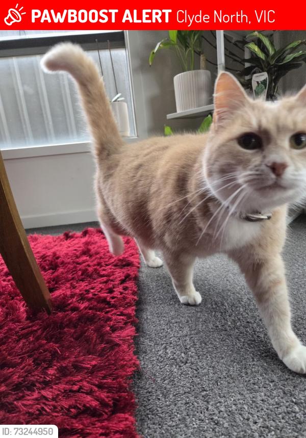 Lost Female Cat last seen Near Magenta Street, Clyde North, Clyde North, VIC 3978