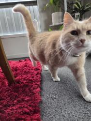 Lost Female Cat last seen Near Magenta Street, Clyde North, Clyde North, VIC 3978
