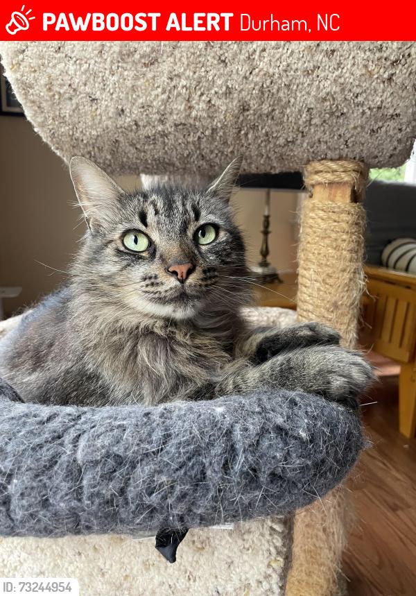 Lost Male Cat last seen Near seterra bend durham nc, Durham, NC 27712