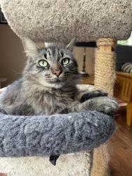 Lost Male Cat last seen Near seterra bend durham nc, Durham, NC 27712