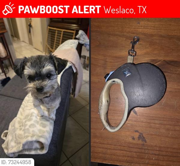 Lost Female Dog last seen Steffy, Weslaco, TX 78599