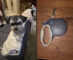Lost Female Dog last seen Steffy, Weslaco, TX 78599
