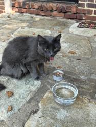Reunited Unknown Cat last seen Stockley and Woodpipe Ln, Philadelphia, PA 19129