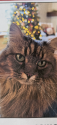 Lost Female Cat last seen Brown valley lane and Collegiate way, Colorado Springs, CO 80918