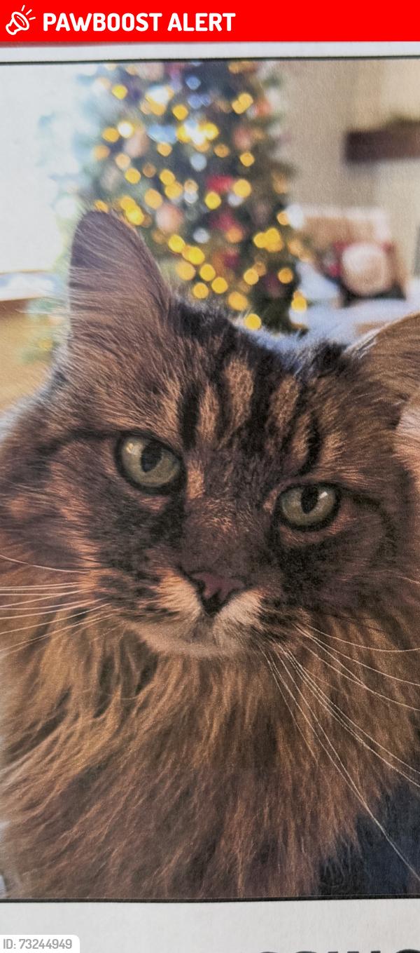 Lost Female Cat last seen Brown valley lane and Collegiate way, Colorado Springs, CO 80918