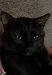 Reunited Male Cat last seen Pine Ln. Columbus NC 28722, Columbus, NC 28722