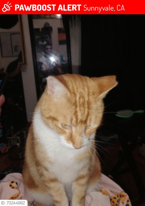 Lost Male Cat last seen San Miguel Elementary School, Sunnyvale, CA 94085