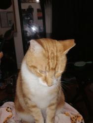 Lost Male Cat last seen San Miguel Elementary School, Sunnyvale, CA 94085