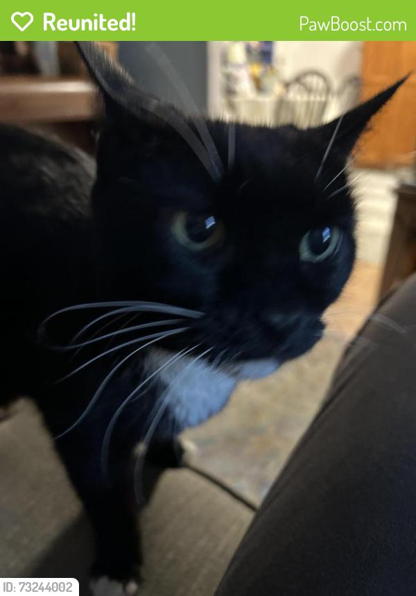 Reunited Female Cat last seen Ewing, Los Angeles, CA 90039