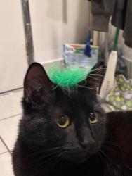Shelter Stray Male Cat last seen Near Gaines Street, San Diego, CA, 92110, 5500 Gaines St, San Diego, CA 92110, USA
