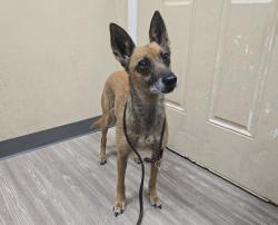 Shelter Stray Female Dog last seen Near Plaza Drive, Oceanside, CA, 92056, Oceanside, CA 92058, USA